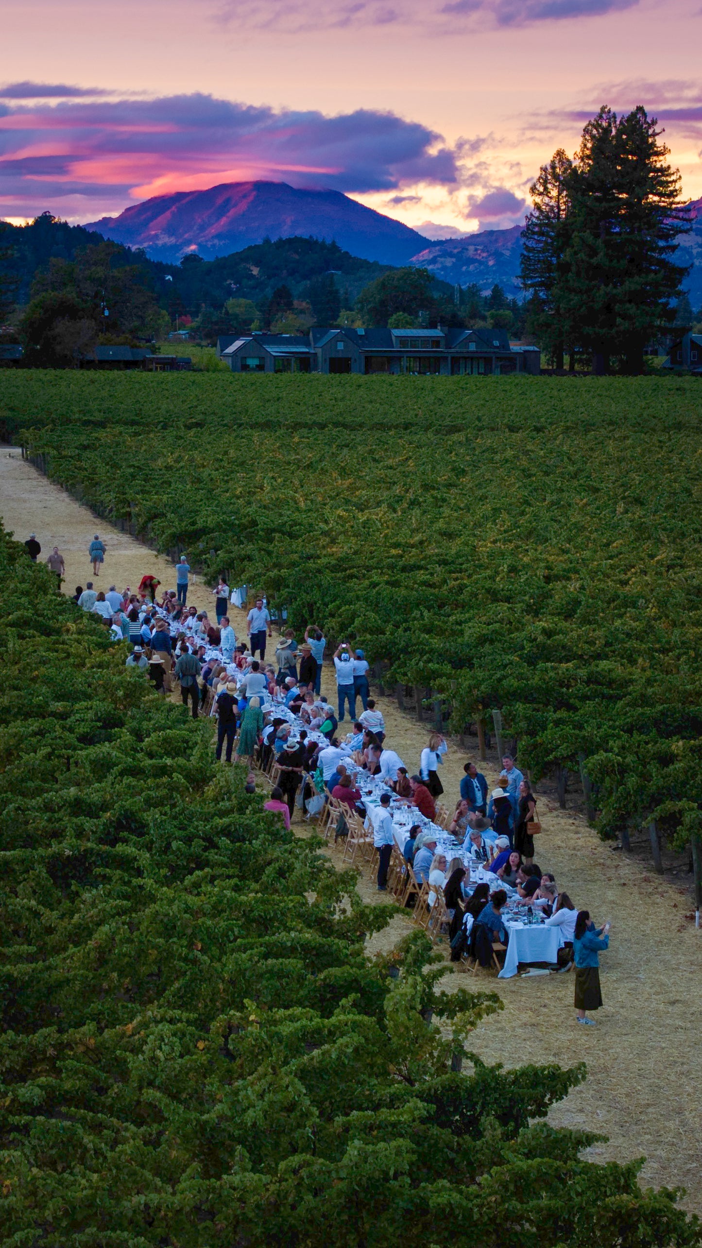 June 21, 2025 | Lewelling Ranch and Vineyards