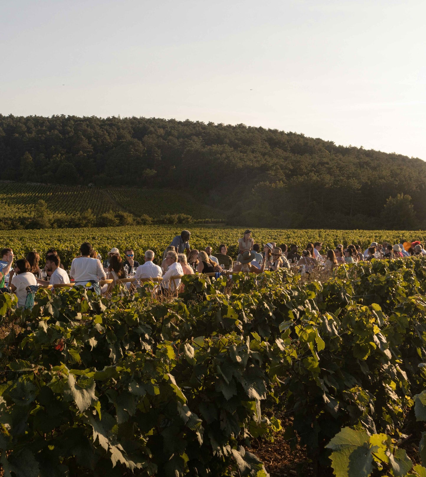 September 10, 2025 | Vox Vineti Vineyard