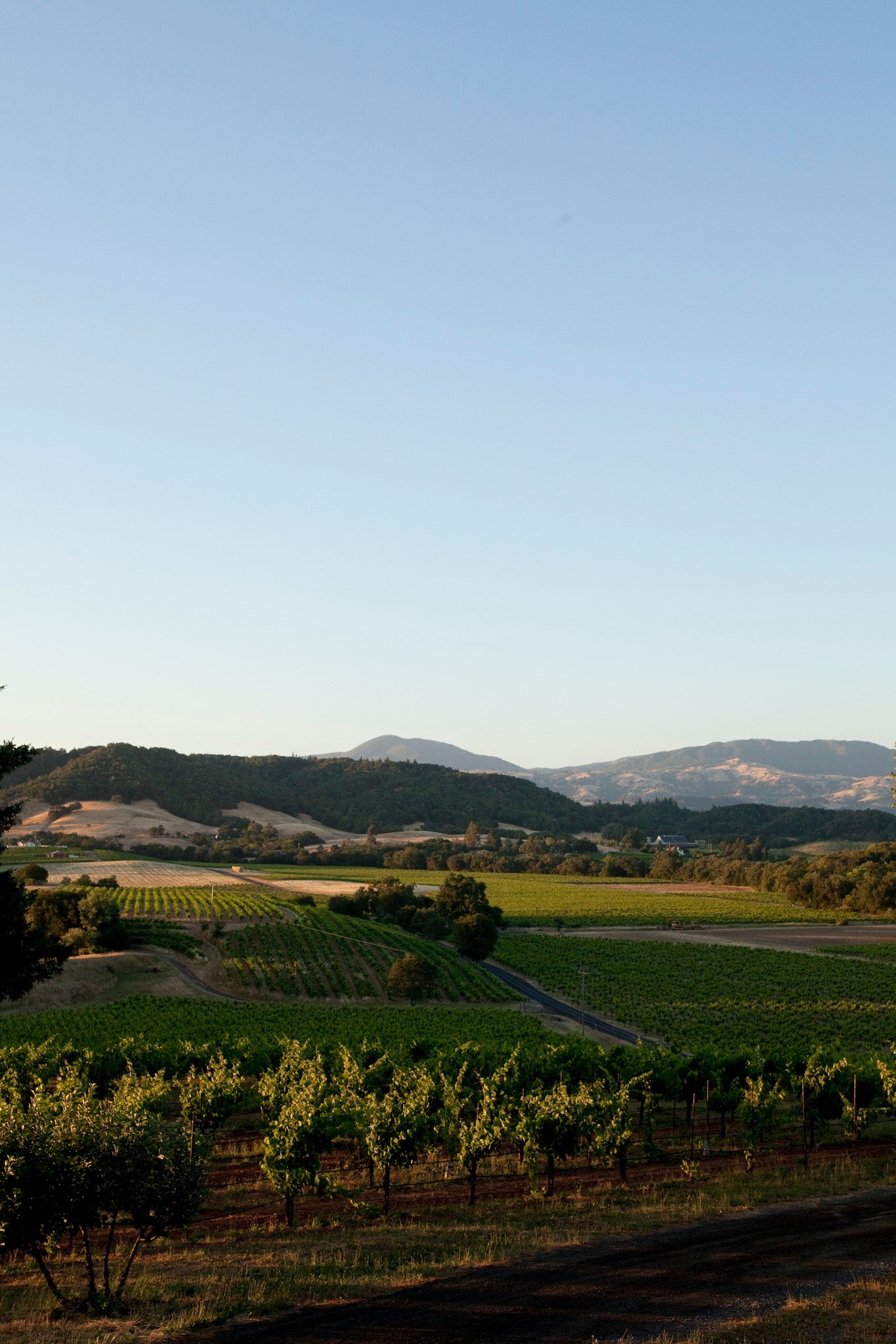 Preview | Ridge Vineyards at Lytton Springs | June 28, 2026