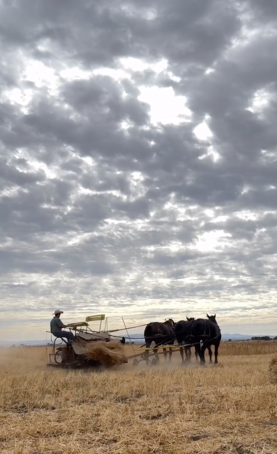 July 02, 2025 | Casad Family Farms