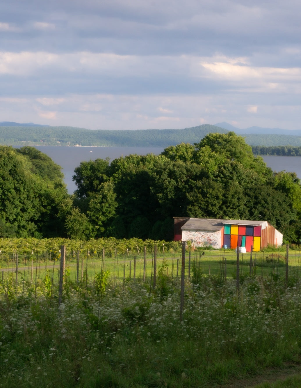 Preview | Ellison Estate Vineyard | August 14, 2026