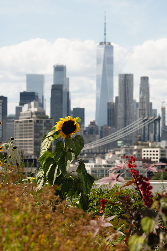 Preview | Brooklyn Grange at the Navy Yard | September 02, 2026