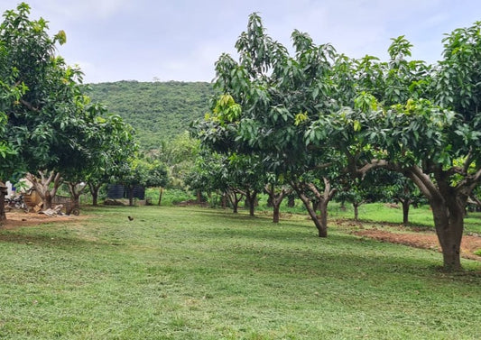 November 11, 2022 | Hendy Farms Mango Orchard